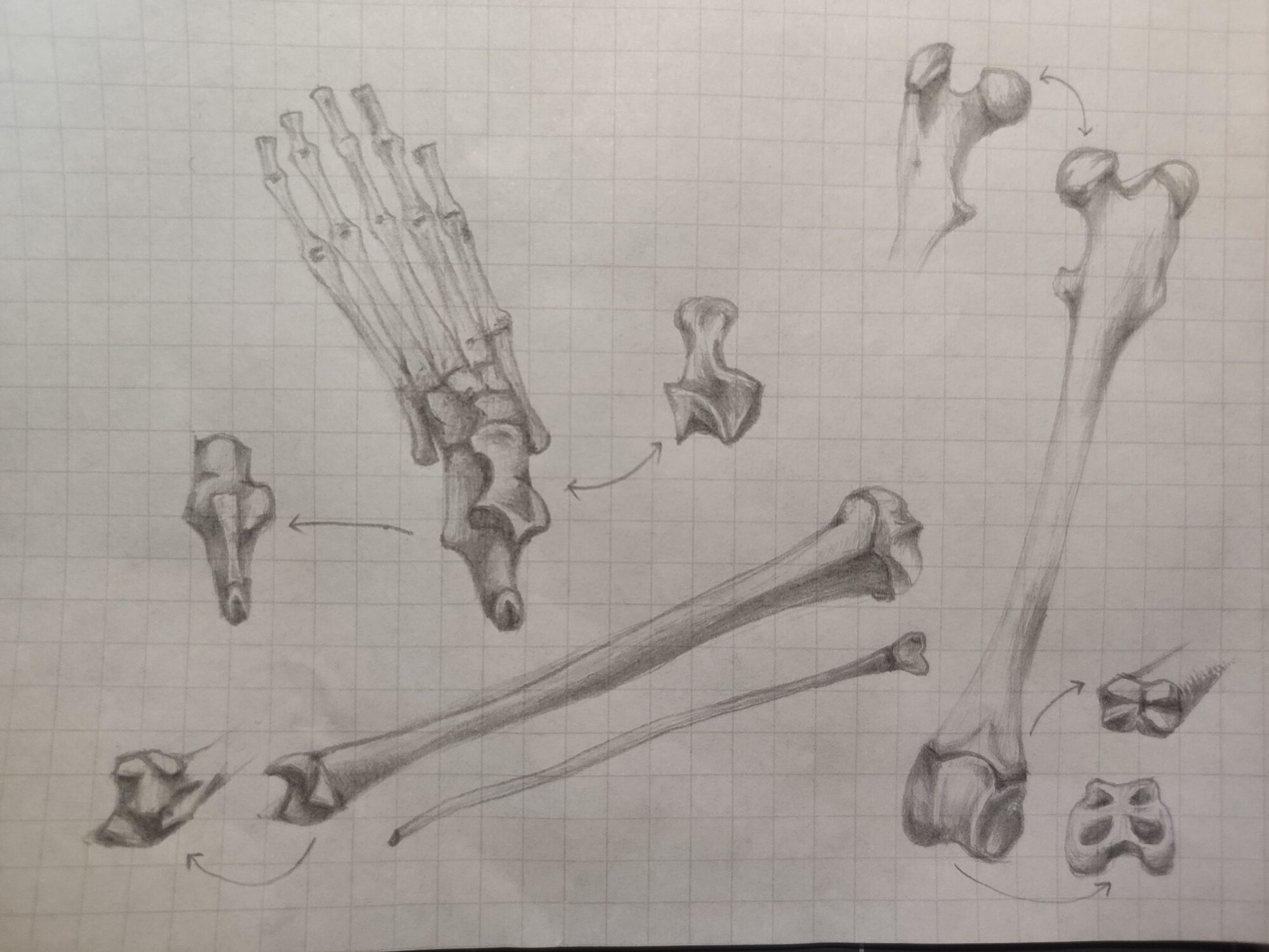 hindlimb