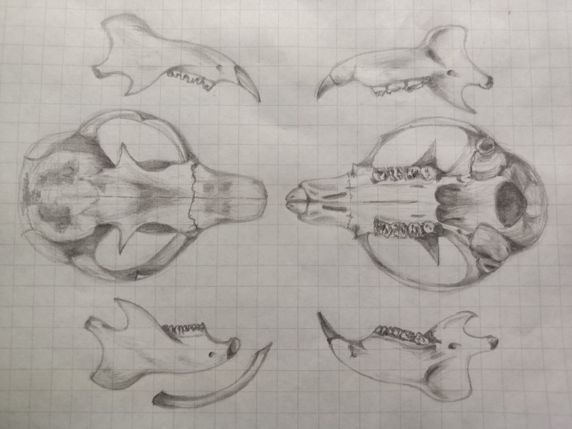 skull